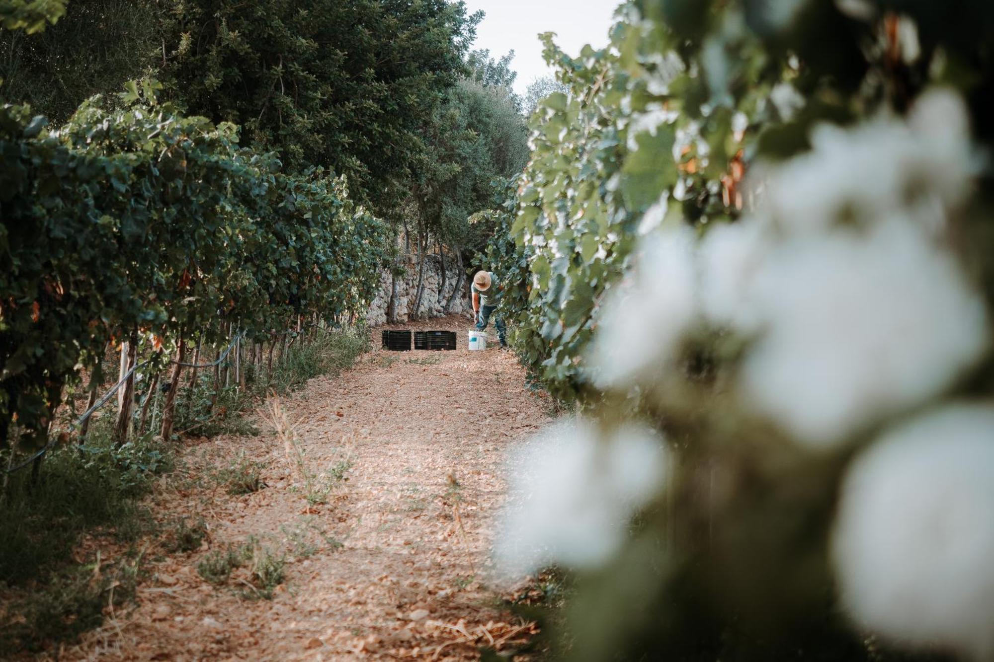 Finca Es Cabas Santa Maria del Cami  Εξωτερικό φωτογραφία